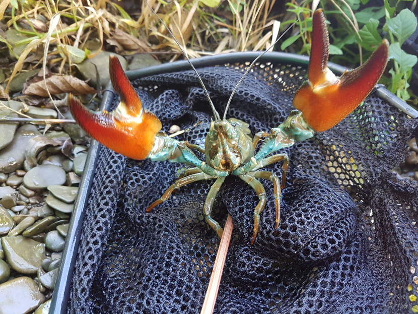 The invasive American signal crayfish, this one from the Lugg